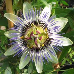 Passiflora caerulea